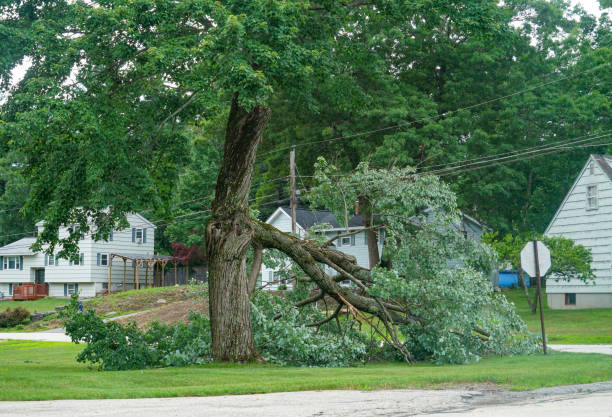 Dead Tree Removal in South Run, VA